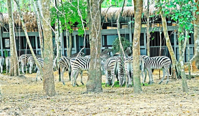 can-canh-vinpearl-safari-phu-quoc-tam-co-nhat-viet-nam-hinh-4 can-canh-vinpearl-safari-phu-quoc-tam-co-nhat-viet-nam-hinh-4