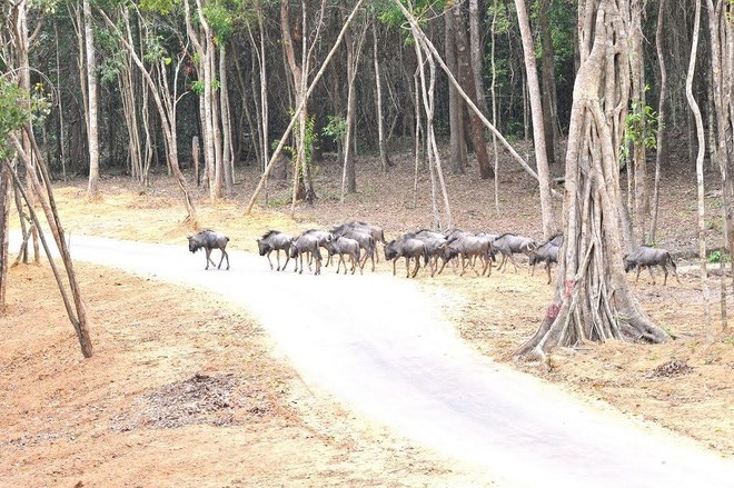 can-canh-vinpearl-safari-phu-quoc-tam-co-nhat-viet-nam-hinh-5 can-canh-vinpearl-safari-phu-quoc-tam-co-nhat-viet-nam-hinh-5