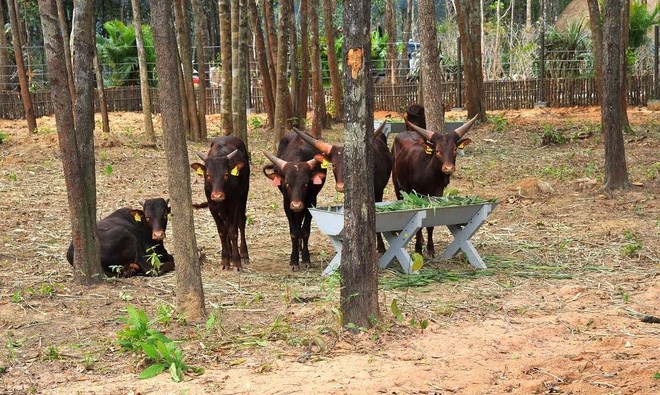 can-canh-vinpearl-safari-phu-quoc-tam-co-nhat-viet-nam-hinh-9 can-canh-vinpearl-safari-phu-quoc-tam-co-nhat-viet-nam-hinh-9