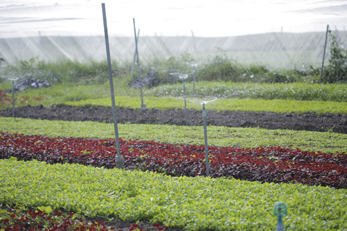 vineco-rau-sach-long-thanh Cánh đồng rau an toàn với quy trình canh tác đạt tiêu chuẩn VietGap và GlobalGap của VinEco tại Long Thành (Đồng Nai).